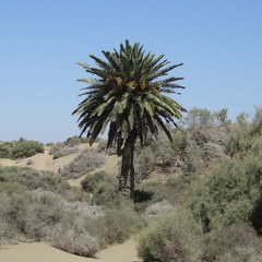 Vegetazione spontanea nelle dune di Maspalomas  - Gran Canaria