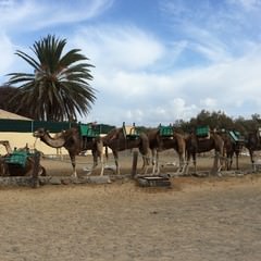 Tour dei cammelli a Maspalomas in Gran Canaria