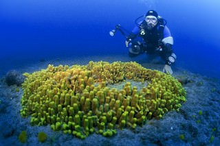 Immersioni subacquee. a Risco Verde, in Gran Canaria