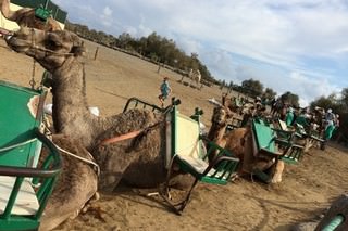 Tour dei cammelli a Maspalomas in Gran Canaria